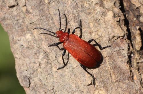 Réf. 335 771 : Pyrochroa serraticornis